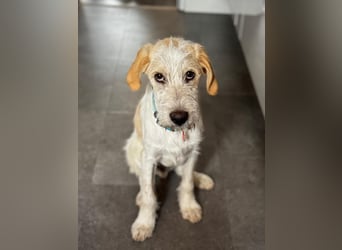 Noe: vom Flughafen ins schöne Leben