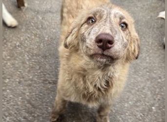 Kira: ein echter Hingucker