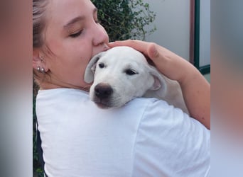 Bice: zartes Labbi-Mix Mädchen sucht Geborgenheit Bice: zartes Labbi-Mix Mädchen sucht Geborgenheit
