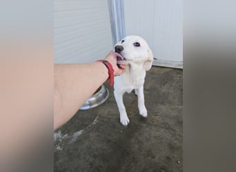 Liz: wer öffnet mir  die Tür?