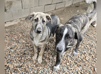 Cheyenne: beeindruckt mit ihrem ruhigen Wesen