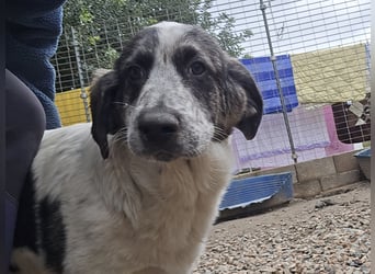 Cassian: Von der Flasche ins Tierheim