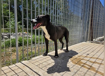 Sofia: Mini- Labrador für die ganze Familie