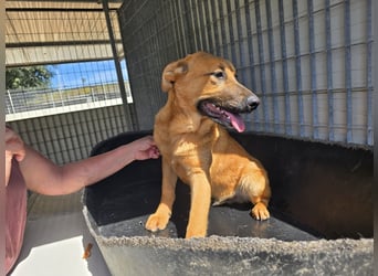 Fritz: kleiner Labbi-Mix wäre gern Familienhund