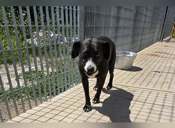 Sofia: Mini- Labrador für die ganze Familie