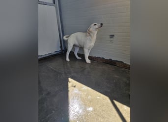 Liz: wer öffnet mir  die Tür?