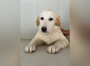 Tesorina: ein kleiner Schatz sucht dich