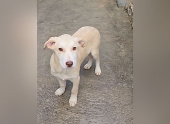 Kenba: Schönheit und Reinrassigkeit nutzen ihr nichts