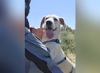 Esso: zarter kleiner Labbi-Mix