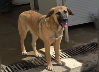 Vento: er wäre gern Familienhund