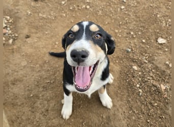 Birdie: Hallo, hier bin ich!