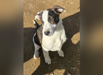 Brad: Hallo, hier bin ich!