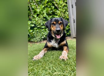 POLDI - der sportliche, kluge und treue Rüde sucht ein ruhiges, liebevolles Zuhause