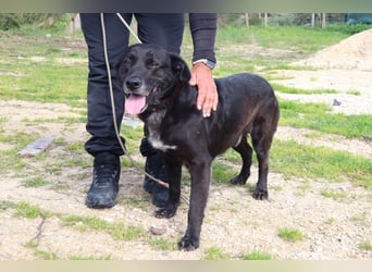 Freundlicher Labbi - Mix  PANTERA  ~ sucht ein Zuhause