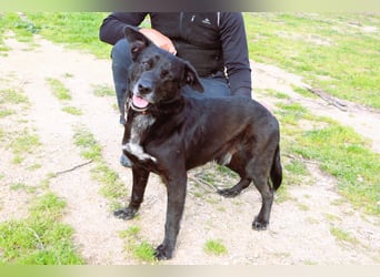 Freundlicher Labbi - Mix  PANTERA  ~ sucht ein Zuhause