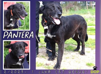 Freundlicher Labbi - Mix  PANTERA  ~ sucht ein Zuhause