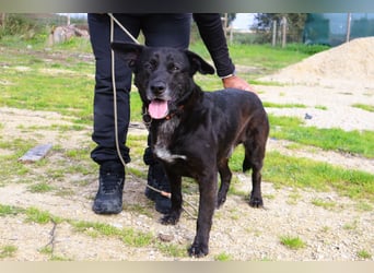 Freundlicher Labbi - Mix  PANTERA  ~ sucht ein Zuhause