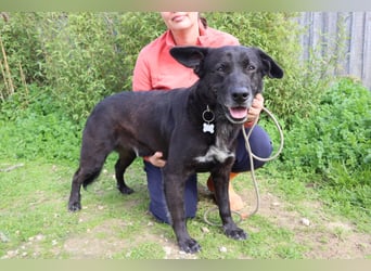 Freundlicher Labbi - Mix  PANTERA  ~ sucht ein Zuhause