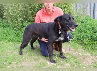 Freundlicher Labbi - Mix  PANTERA  ~ sucht ein Zuhause