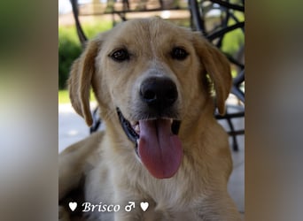 Brisco sucht ein Zuhause