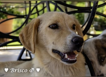 Brisco sucht ein Zuhause