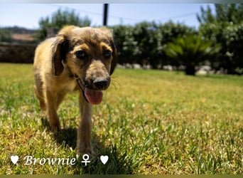Update: drei Welpen (Baja,  Bambi, und   Brownie) suchen ab  Ende August ein Zuhause