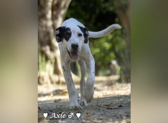Brisco (in der Nähe von Frankfurt) sucht ein Zuhause