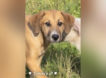 Tommy sucht ab sofort ein Zuhause