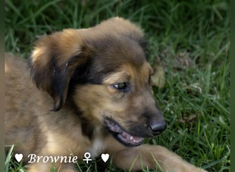 Update: drei Welpen (Baja,  Bambi, und   Brownie) suchen ab  Ende August ein Zuhause