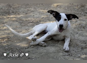 Brisco (in der Nähe von Frankfurt) sucht ein Zuhause