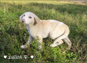 Lillith sucht ein Zuhause