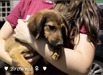 Update: drei Welpen (Baja,  Bambi, und   Brownie) suchen ab  Ende August ein Zuhause