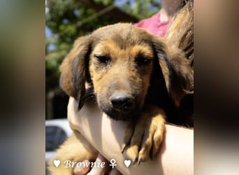 Update: drei Welpen (Baja,  Bambi, und   Brownie) suchen ab  Ende August ein Zuhause