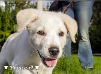 Prince sucht ein  Zuhause