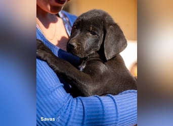 Update: Savas, Selma und Simos   suchen ein Zuhause