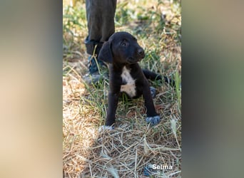 Update: Savas, Selma und Simos   suchen ein Zuhause