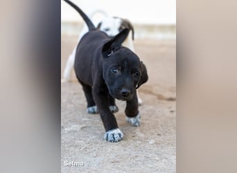 Update: Savas, Selma und Simos   suchen ein Zuhause
