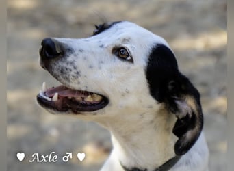 Brisco (in der Nähe von Frankfurt) sucht ein Zuhause