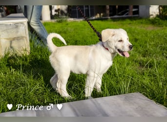 Prince sucht ein  Zuhause