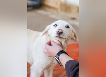 Lillith sucht ein Zuhause