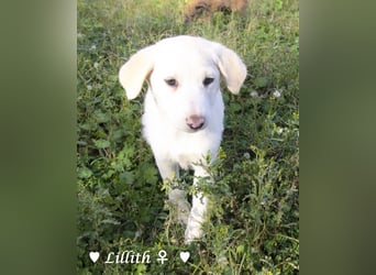 Lillith sucht ein Zuhause