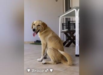 Brisco sucht ein Zuhause