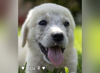 Badu, Baja,  Bambi, Scorpio und   Brownie suchen ab August ein Zuhause