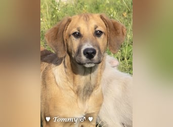 Tommy sucht ab sofort ein Zuhause