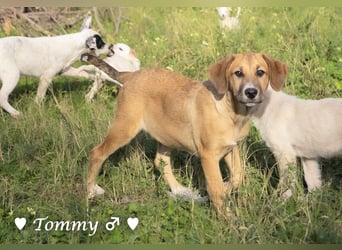 Tommy sucht ab sofort ein Zuhause