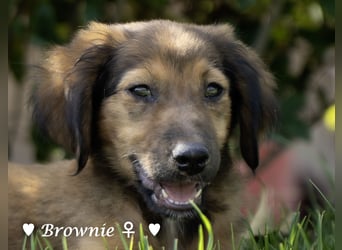 Update: drei Welpen (Baja,  Bambi, und   Brownie) suchen ab  Ende August ein Zuhause