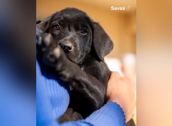 Update: Savas, Selma und Simos   suchen ein Zuhause