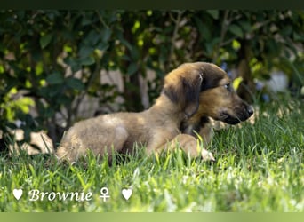 Update: drei Welpen (Baja,  Bambi, und   Brownie) suchen ab  Ende August ein Zuhause