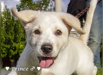 Prince sucht ein  Zuhause