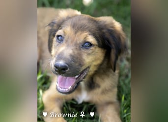 Badu, Baja,  Bambi, Scorpio und   Brownie suchen ab August ein Zuhause